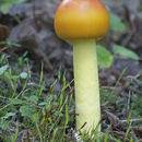 Plancia ëd Amanita caesareoides Lj. N. Vassiljeva 1950