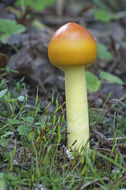 Image of Amanita caesareoides Lj. N. Vassiljeva 1950