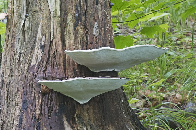 Image of Artist's fungus