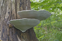 Image of Artist's fungus