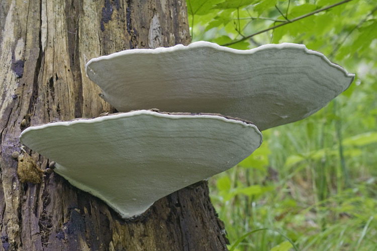 Image of Artist's fungus