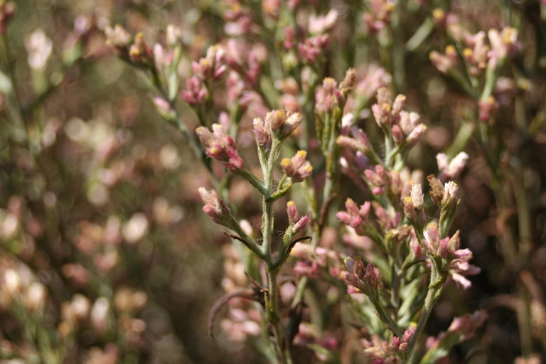 Слика од Pseudognaphalium ramosissimum (Nutt.) A. A. Anderberg