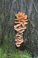 Image of Bracket Fungus