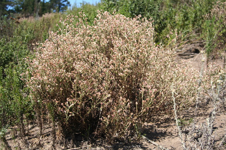 Слика од Pseudognaphalium ramosissimum (Nutt.) A. A. Anderberg