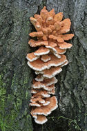 Image of Bracket Fungus