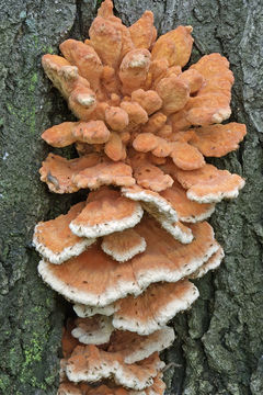 Image of Bracket Fungus