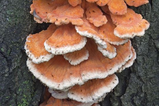 Image of Bracket Fungus