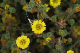 Image of coastal tarweed