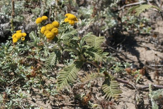 Image of Lake Huron tansy