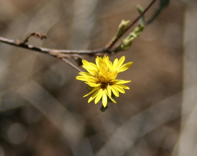 Image of San Francisco lessingia