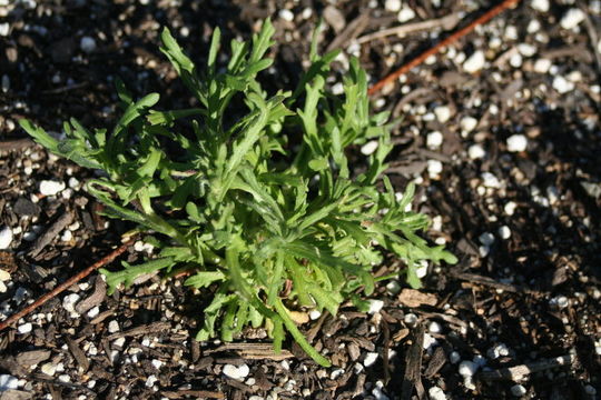 Image of coastal tidytips