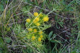 Image of Bear's-foot Sanicle