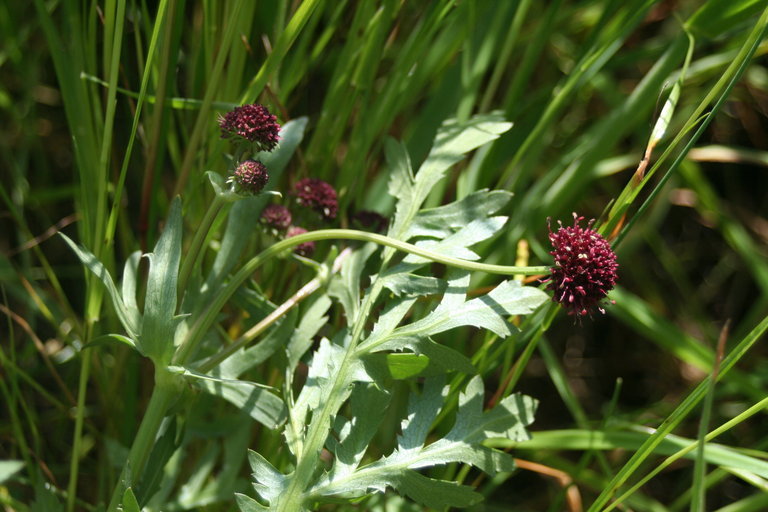 Imagem de Sanicula bipinnatifida Dougl.