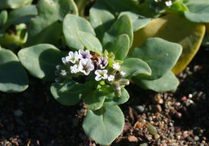 Image of salt heliotrope