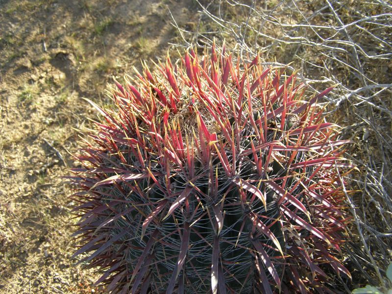 Image of Ferocactus gracilis subsp. coloratus (H. E. Gates) N. P. Taylor