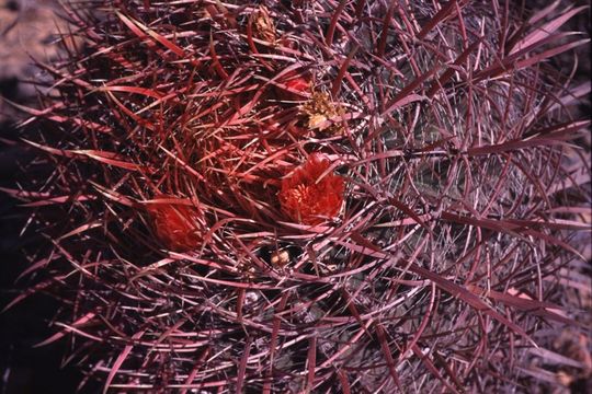 Image of Fire Barrel Cactus