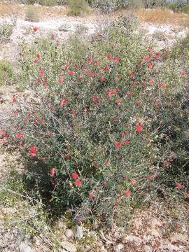 Imagem de Calliandra californica Benth.