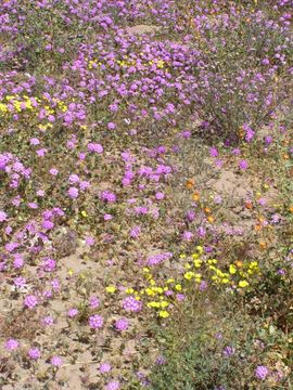 Image of slender sand verbena