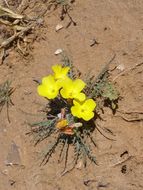 Imagem de Oenothera primiveris subsp. bufonis (M. E. Jones) Munz