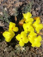 Imagem de Oenothera primiveris subsp. bufonis (M. E. Jones) Munz