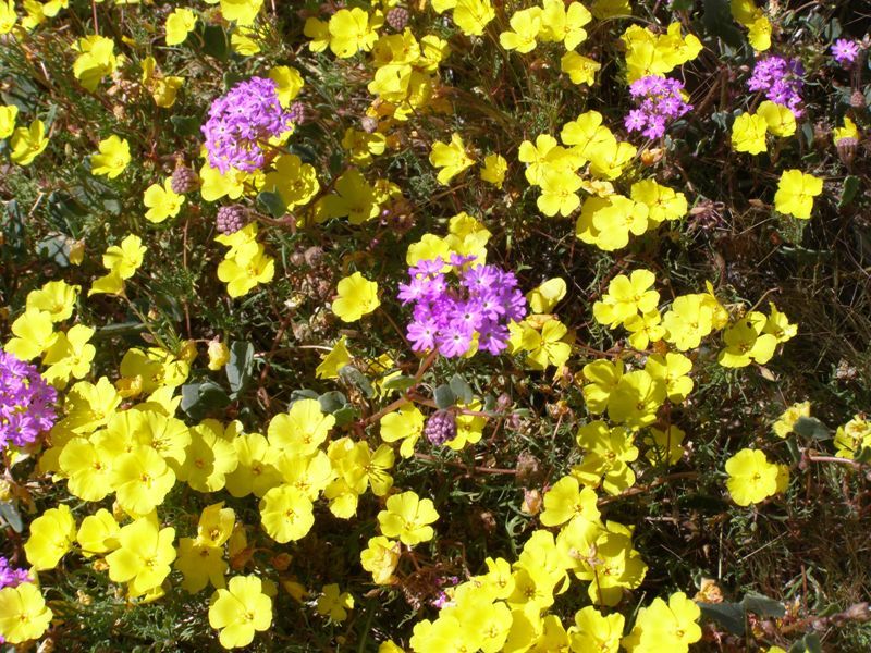 Imagem de Oenothera primiveris subsp. bufonis (M. E. Jones) Munz