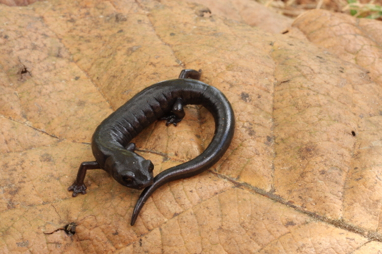 Image of Bolitoglossa meliana Wake & Lynch 1982