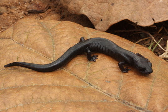 Image of Bolitoglossa meliana Wake & Lynch 1982