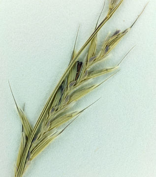 Image of annual semaphoregrass