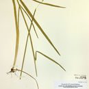 Image of Nodding False Semaphore Grass