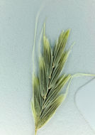 Image of Nodding False Semaphore Grass