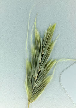 Image of Nodding False Semaphore Grass