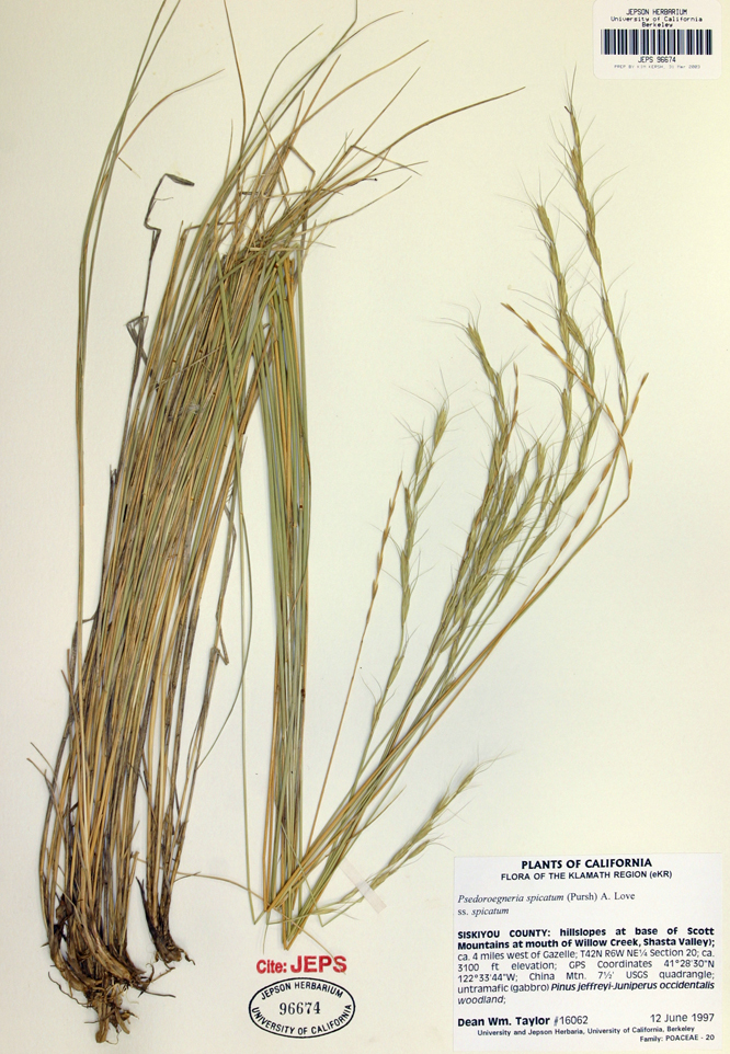 Image of bluebunch wheatgrass