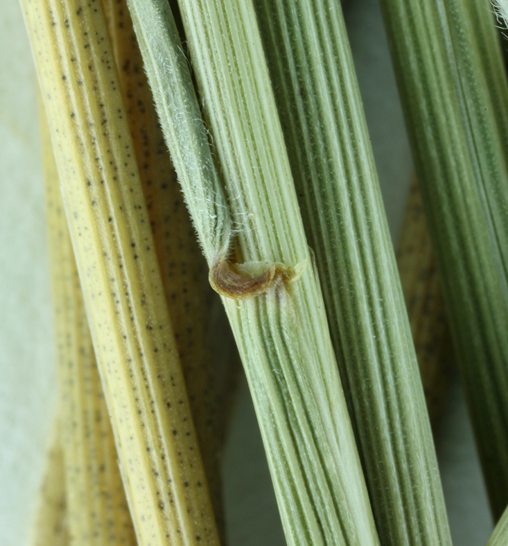 Image of bluebunch wheatgrass