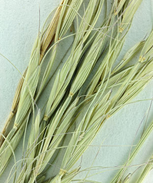 Image of bluebunch wheatgrass