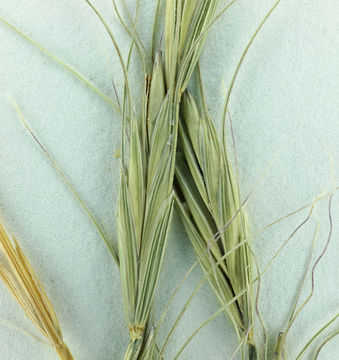 Image of bluebunch wheatgrass