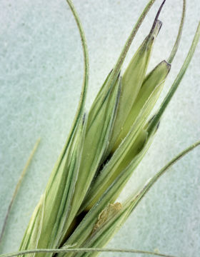 Image of bluebunch wheatgrass