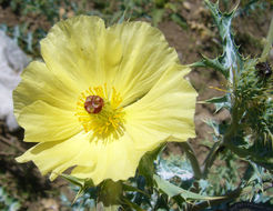 Argemone mexicana L. resmi