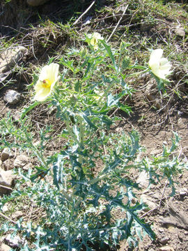 Image of Mexican pricklypoppy