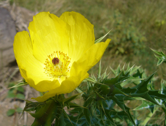 Image of Mexican pricklypoppy