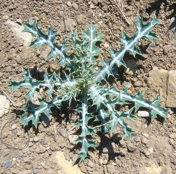 Image of Mexican pricklypoppy