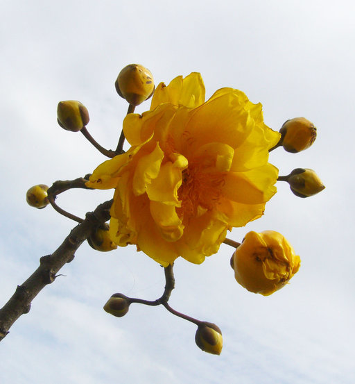 Image of silk cottontree