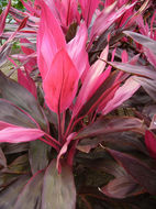 Imagem de Cordyline fruticosa (L.) A. Chev.