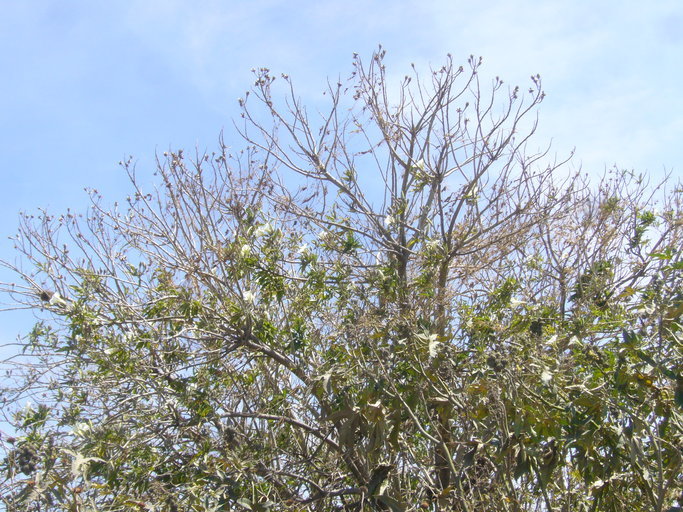 Image of Tree morning glory