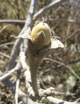 Image of Tree morning glory