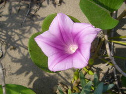 Ipomoea pes-caprae (L.) R. Brown resmi