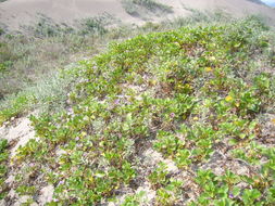 Ipomoea pes-caprae (L.) R. Brown resmi