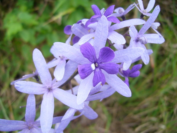 Imagem de Petrea volubilis L.