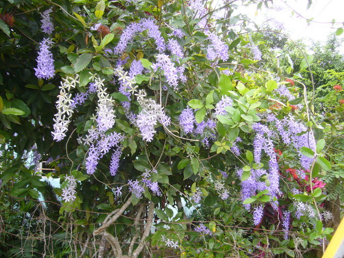 Imagem de Petrea volubilis L.