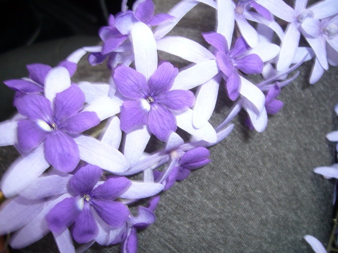 Imagem de Petrea volubilis L.