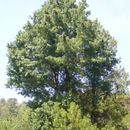 Image of <i>Pinus strobiformis</i> ssp. <i>veitchii</i>